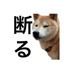 柴犬 ふじまる（個別スタンプ：27）