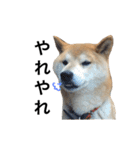 柴犬 ふじまる（個別スタンプ：28）