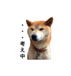柴犬 ふじまる（個別スタンプ：29）