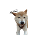 柴犬 ふじまる（個別スタンプ：30）