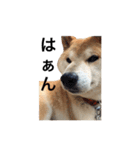 柴犬 ふじまる（個別スタンプ：31）