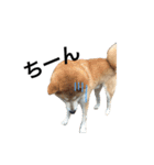 柴犬 ふじまる（個別スタンプ：32）