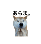 柴犬 ふじまる（個別スタンプ：33）