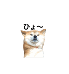 柴犬 ふじまる（個別スタンプ：34）