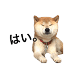 柴犬 ふじまる（個別スタンプ：35）