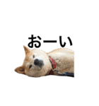 柴犬 ふじまる（個別スタンプ：36）