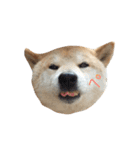 柴犬 ふじまる（個別スタンプ：37）