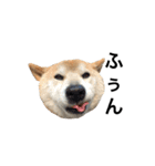 柴犬 ふじまる（個別スタンプ：38）