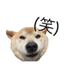 柴犬 ふじまる（個別スタンプ：39）