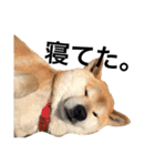 柴犬 ふじまる（個別スタンプ：40）