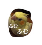 chocbo＆piggy2（個別スタンプ：2）