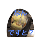 chocbo＆piggy2（個別スタンプ：3）