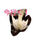 chocbo＆piggy2（個別スタンプ：5）