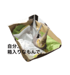 chocbo＆piggy2（個別スタンプ：7）