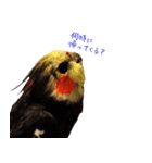 chocobo＆piggy（個別スタンプ：1）