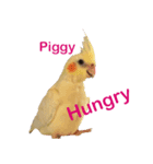 chocobo＆piggy（個別スタンプ：2）