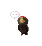 chocobo＆piggy（個別スタンプ：3）