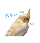 chocobo＆piggy（個別スタンプ：4）