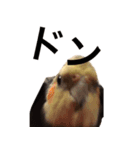 chocobo＆piggy（個別スタンプ：5）