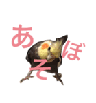 chocobo＆piggy（個別スタンプ：7）