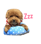 coffins dog（個別スタンプ：4）