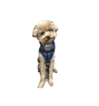 coffins dog（個別スタンプ：8）