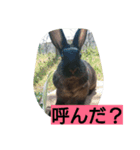 うさぎもみちゃん（個別スタンプ：5）