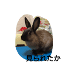 うさぎもみちゃん（個別スタンプ：7）
