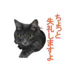 猫で挨拶とか色々（個別スタンプ：1）