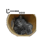 猫で挨拶とか色々（個別スタンプ：2）