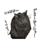 猫で挨拶とか色々（個別スタンプ：3）