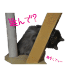 猫で挨拶とか色々（個別スタンプ：6）