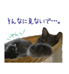猫で挨拶とか色々（個別スタンプ：7）