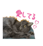 猫で挨拶とか色々（個別スタンプ：8）