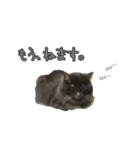 猫で挨拶とか色々（個別スタンプ：9）