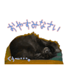 猫で挨拶とか色々（個別スタンプ：10）
