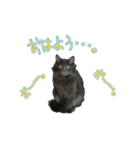 猫で挨拶とか色々（個別スタンプ：11）