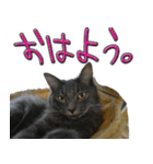 猫で挨拶とか色々（個別スタンプ：12）