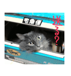 猫で挨拶とか色々（個別スタンプ：14）