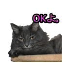 猫で挨拶とか色々（個別スタンプ：16）