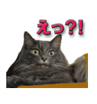 猫で挨拶とか色々（個別スタンプ：18）