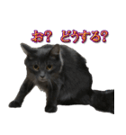 猫で挨拶とか色々（個別スタンプ：19）