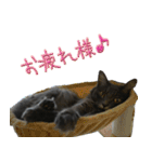 猫で挨拶とか色々（個別スタンプ：20）