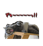 猫で挨拶とか色々（個別スタンプ：22）