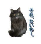 猫で挨拶とか色々（個別スタンプ：24）