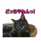 猫で挨拶とか色々（個別スタンプ：25）