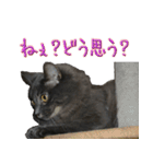 猫で挨拶とか色々（個別スタンプ：26）