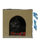 猫で挨拶とか色々（個別スタンプ：27）