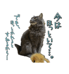 猫で挨拶とか色々（個別スタンプ：29）