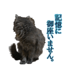猫で挨拶とか色々（個別スタンプ：33）